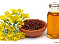 加菜籽恢复正常进口 菜籽油期货连续两周收阴